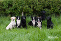 Ridge Hill Kennels & Cattery