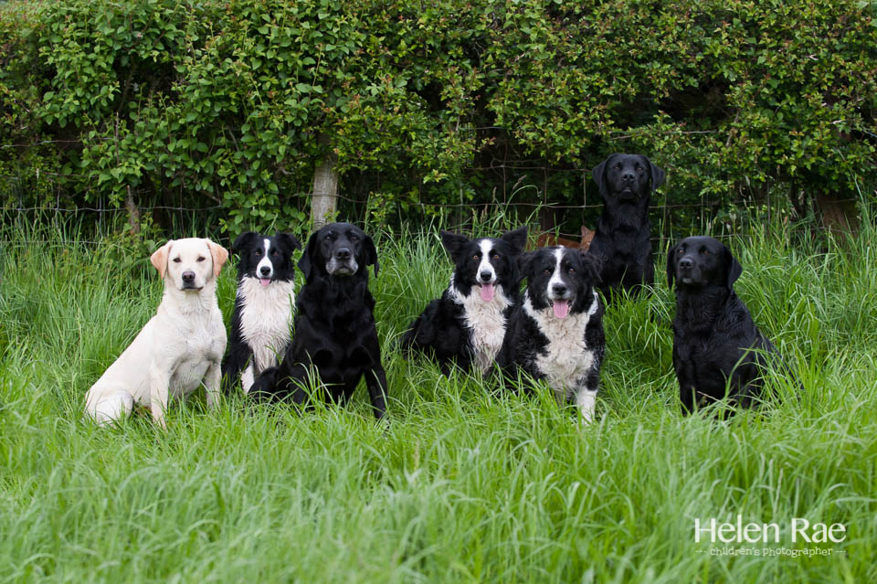 Ridge Hill Kennels & Cattery