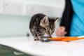 Green Lane Veterinary Centre