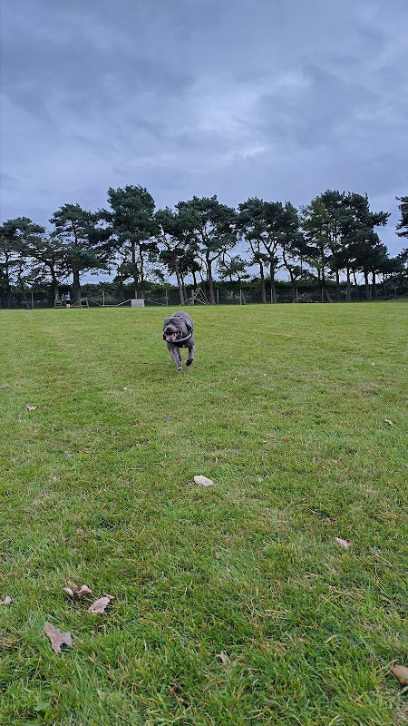 The Pawsome Park