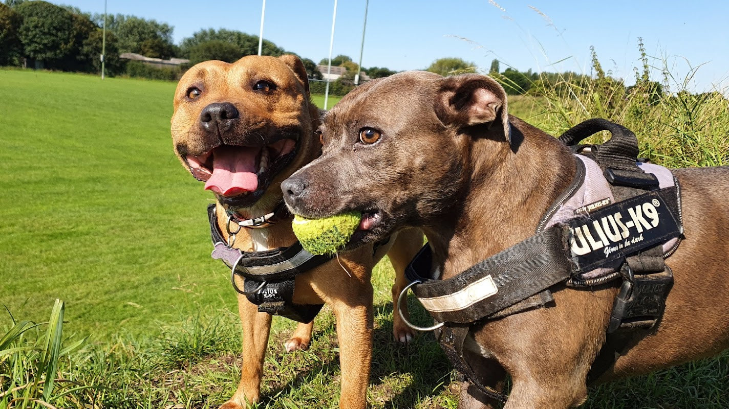 Yappy Feet Dog Walking - Sale