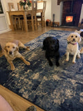 Spon Green Kennels & Cattery