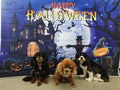 Dog Paradise Grooming