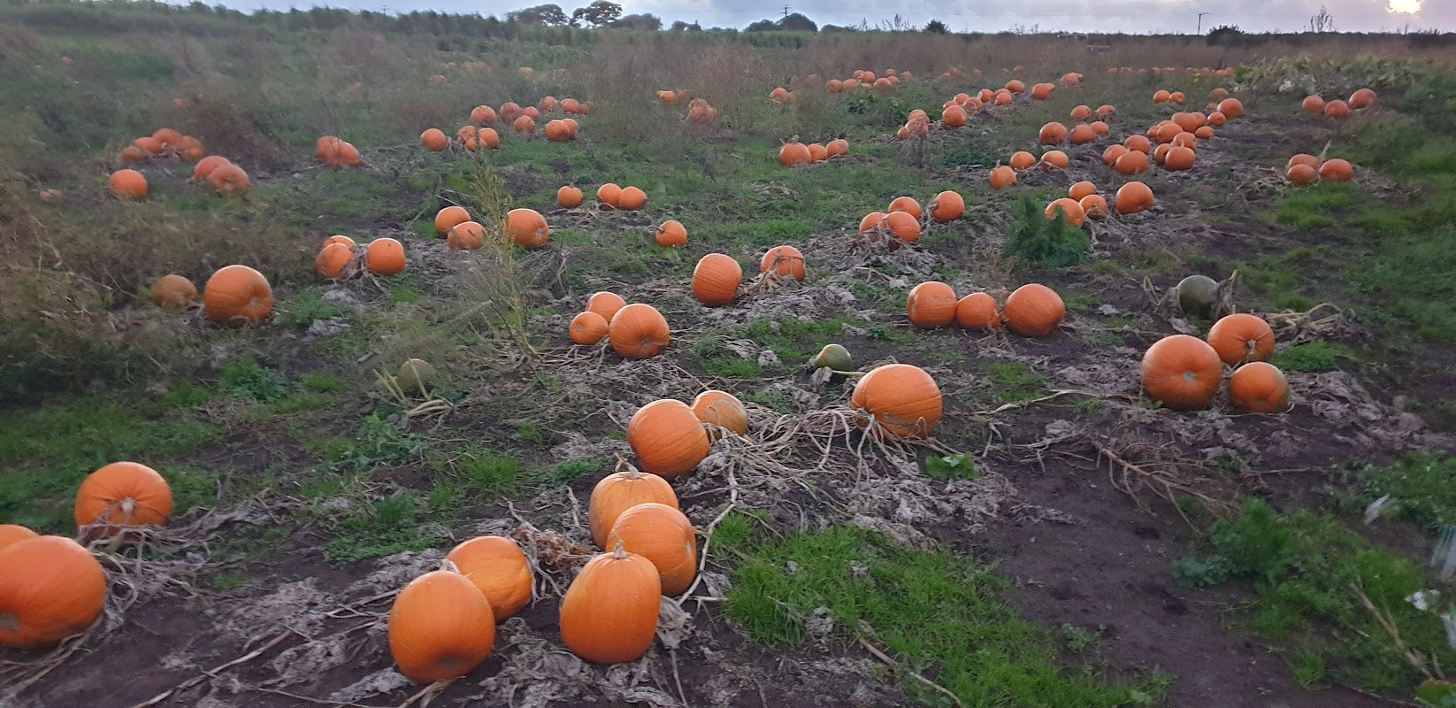 Cheshire Pick your Own Pumpkins