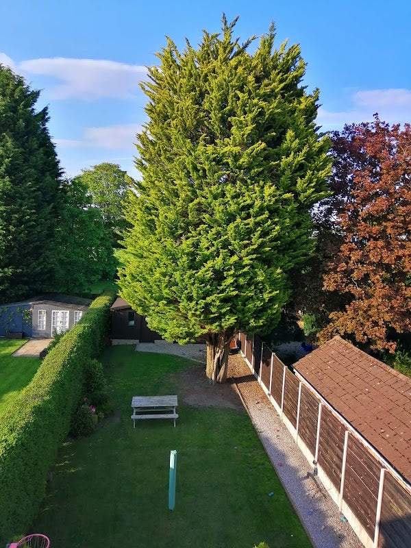 Matthew Murray Tree Services