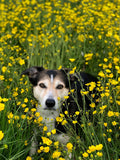 Unleashed Dog Walking & Pet Sitting