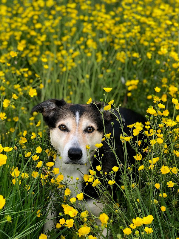 Unleashed Dog Walking & Pet Sitting