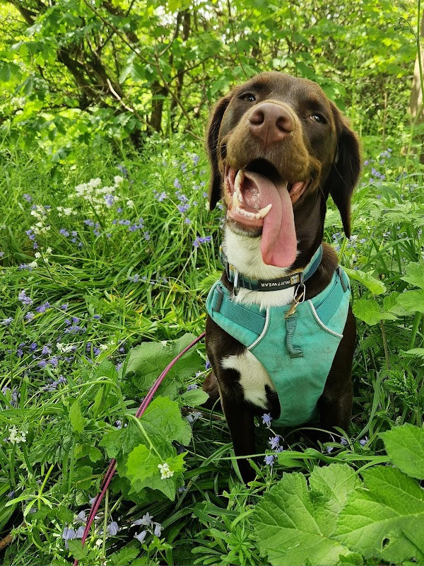 Mutt Strut Dog Training & Behaviour