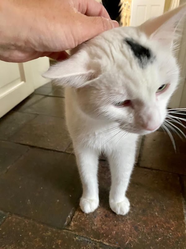 Kelsall Pet & Home Care