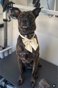 Golden Paws Mobile Dog Spa