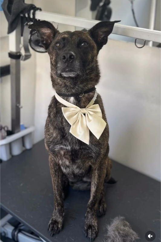 Golden Paws Mobile Dog Spa
