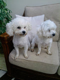 Wyechila Boarding Kennels