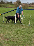 Wyche Dog Training Club