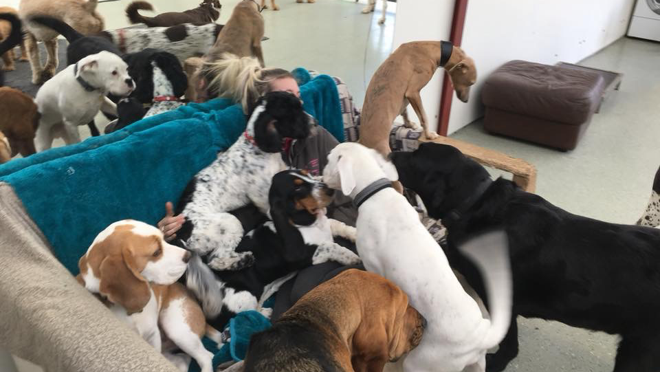 Hawarden Happy Hounds