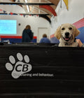 CB Dogs - Dog and Puppy Training Classes