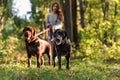Congleton Pet Services