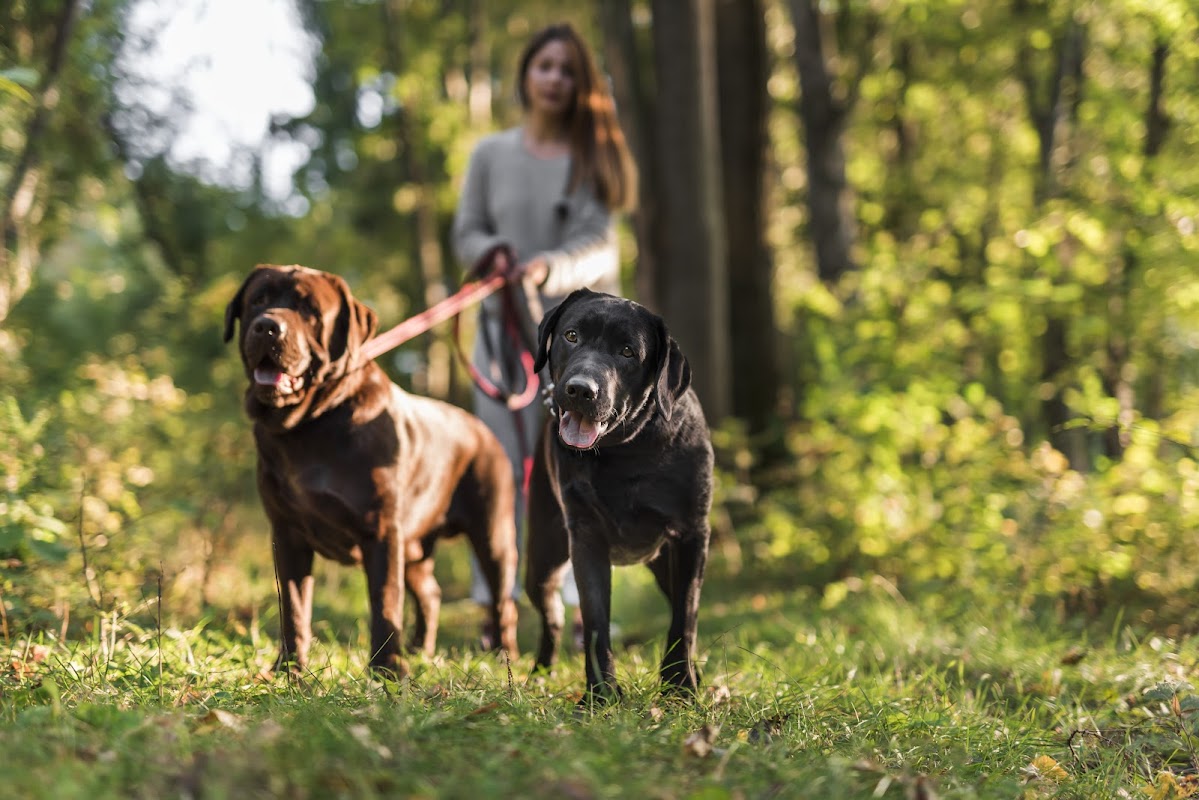 Congleton Pet Services