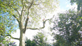 SML Tree & Hedge Services