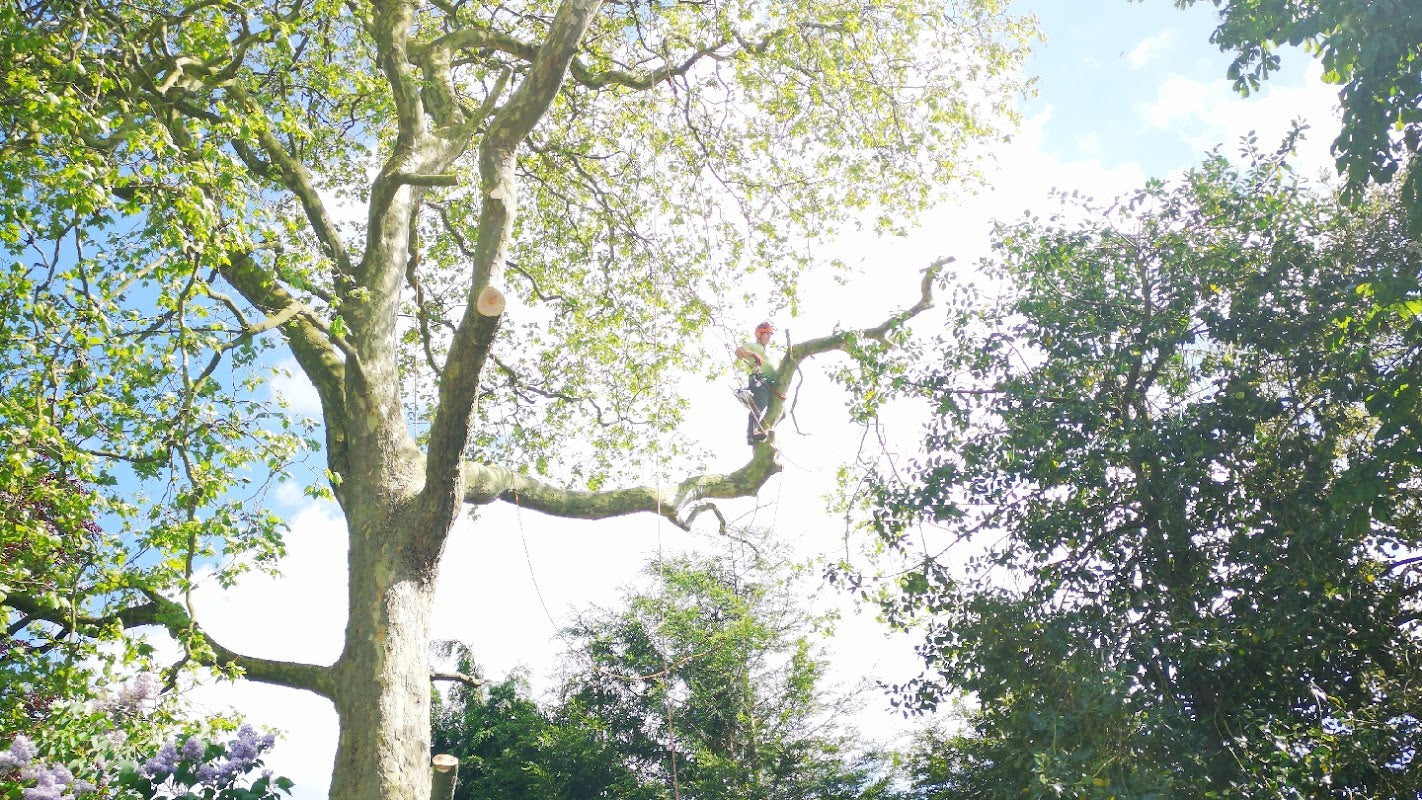 SML Tree & Hedge Services