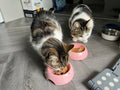 Fluffies Pet Sitting Service