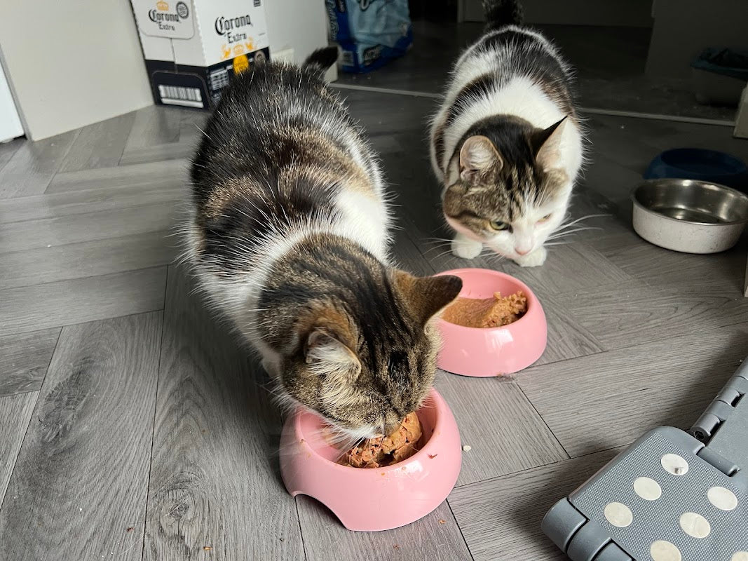 Fluffies Pet Sitting Service