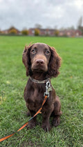 Webbs Dog Walking and Pet Services