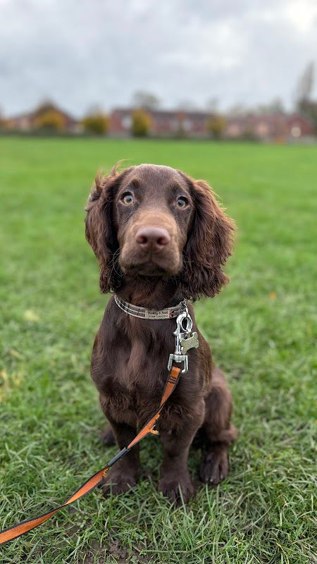 Webbs Dog Walking and Pet Services