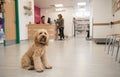 Bollington Veterinary Centre
