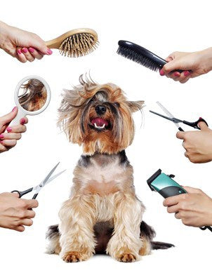 Furever Pampered
