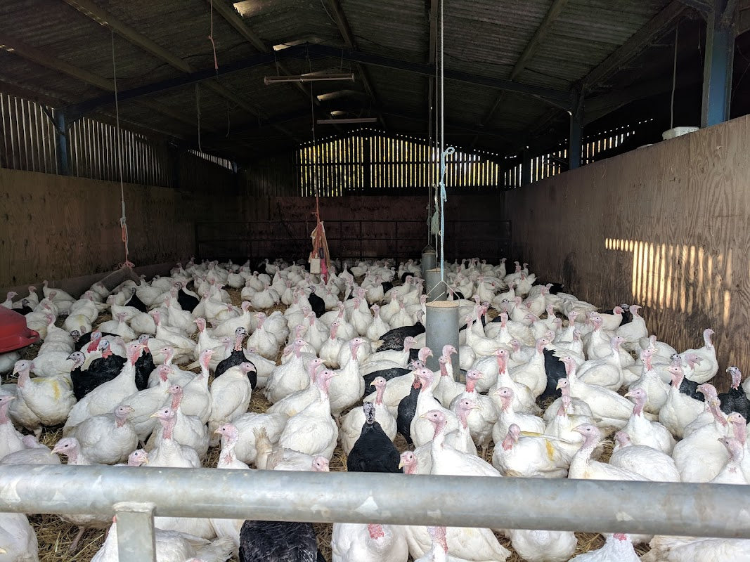 Kelsall's Traditional Home-Reared Turkeys