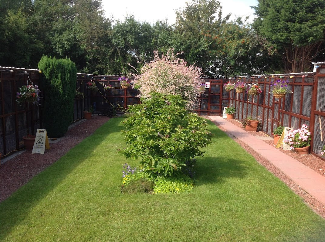 Cuddington Boarding Cattery
