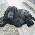 Classie Dog Grooming