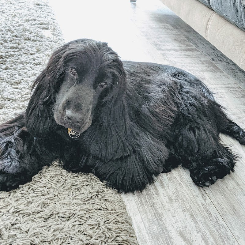 Classie Dog Grooming