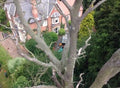 NORTHWICH TREE SURGEON