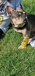 Medivet Dogwood Referrals