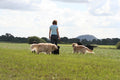 Woofers Home Dog Care