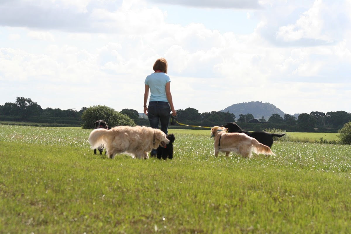 Woofers Home Dog Care