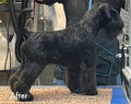 Pup Stars Grooming Cheshire
