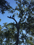 Deadwood Arborists Tree Care Specialists