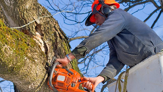 Treecare