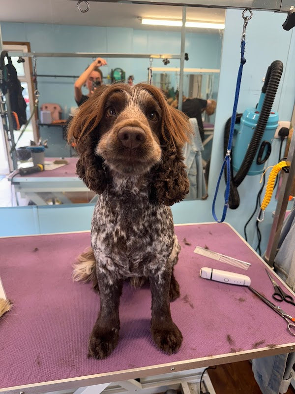 Soggy Dog Grooming