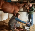 Heath Equine Veterinary Practice