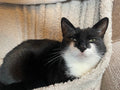 Cats Prefur Home