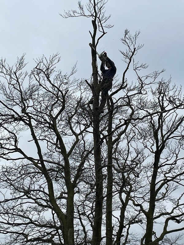 Heard Tree Services