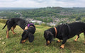 Black & Tan Dachshund Boarding