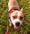 R T Jones Veterinary Surgery, Urmston