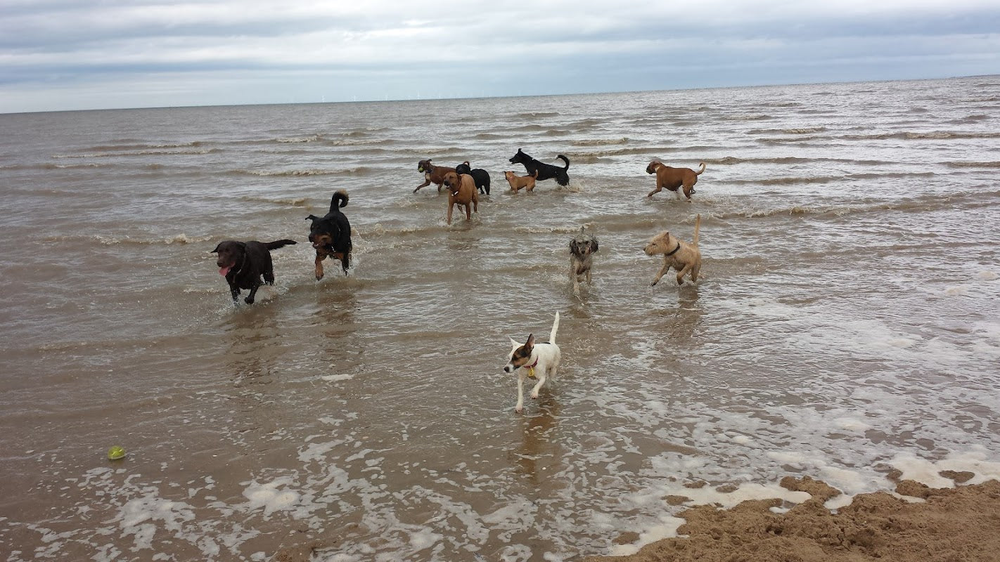CANINE CAPERS OF CHESTER