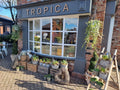 Tropica Plants