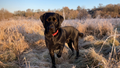 THE K9 COACH (DOG TRAINING AND BEHAVIOUR SERVICES)