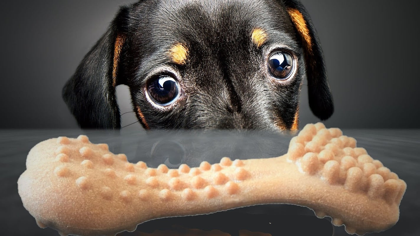 Forever Paws